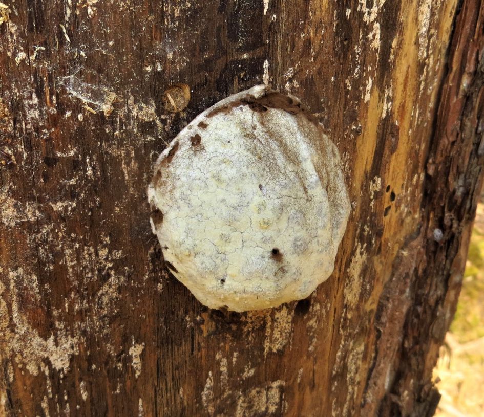 stuifzwam op oude grove den